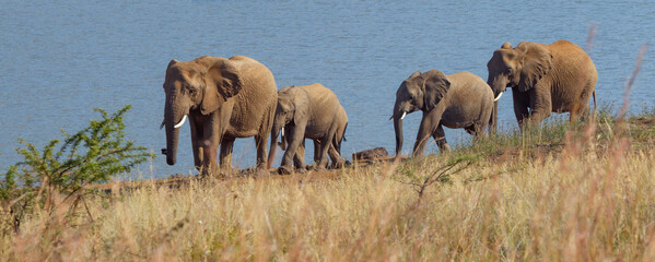 Safari South Africa - obrazy, fototapety, plakaty