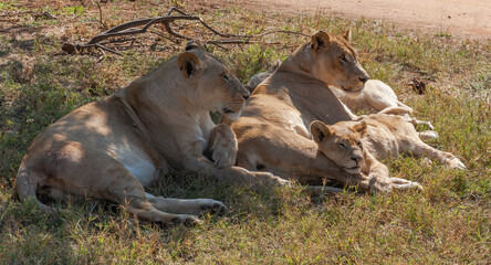 Naklejka na ściany i meble Safari South Africa