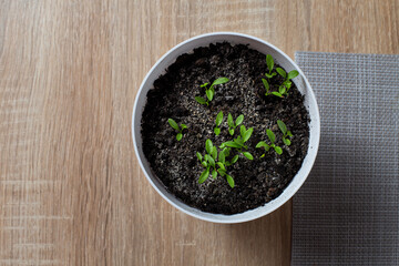seedlings grow in a white flower pot on the kitchen window.