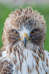 Aguila