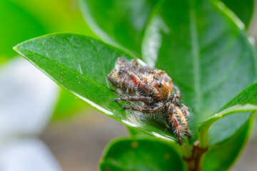 close up of a jumping spider eating another jumping spider
