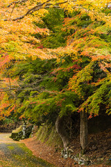 日本　福井県三方上中郡若狭町にある若狭と京都を結ぶ旧鯖街道の熊川宿にある松木神社と紅葉した木々 - obrazy, fototapety, plakaty