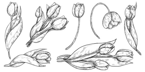 Hand drawing tulips. Mother's day. Botanical line drawing