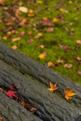 紅葉したもみじの葉