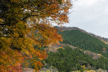 日本　福井県三方上中郡若狭町にある若狭と京都を結ぶ旧鯖街道の熊川宿にある松木神社と紅葉した木々