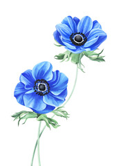 Blue watercolor anemones isolated on transparent background, PNG	