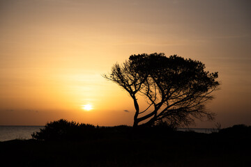 Sonnenuntergang mit Baum Sihouette Orange 