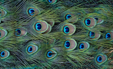 Green and blue peacock feathers closeup - Background texture