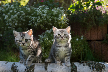 Obraz premium Zwei Silber tabby Britisch Kurzhaar Kätzchen im sonnigen Garten