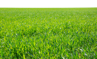 Green Wheat field isolated on white background. Selective Focus. Shallow DOF