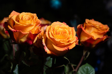 Blooming rose flowers with bright red-orange petals.