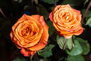 Blooming rose flowers with bright red-orange petals.