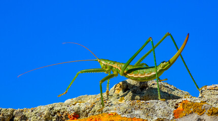 Predatory bush cricket, or the spiked magician (Saga pedo, Orthoptera), largest endangered...