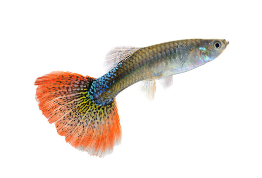 Female guppy isolated on  transparent png