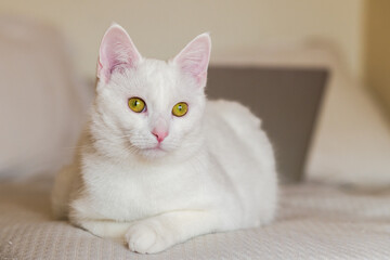 cute young white cat is lying on the couch. horizontal, blurred background