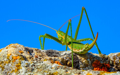 Predatory bush cricket, or the spiked magician (Saga pedo, Orthoptera), largest endangered grasshopper in Europe, Red Book