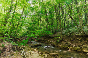 Fototapeta na wymiar fast river in the forest among large green trees