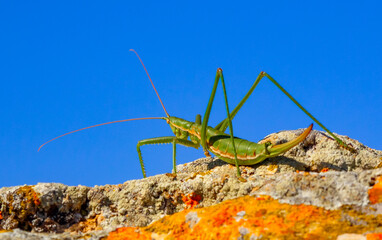 Predatory bush cricket, or the spiked magician (Saga pedo, Orthoptera), largest endangered grasshopper in Europe, Red Book
