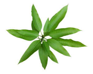 green mango tree in garden isolate