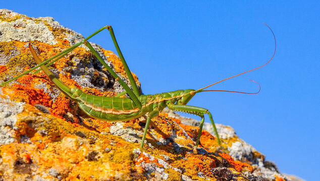 Predatory bush cricket, or the spiked magician (Saga pedo, Orthoptera), largest endangered grasshopper in Europe, Red Book
