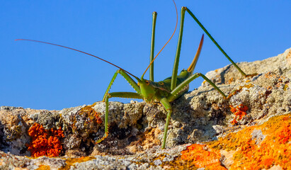 Predatory bush cricket, or the spiked magician (Saga pedo, Orthoptera), largest endangered...