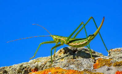 Predatory bush cricket, or the spiked magician (Saga pedo, Orthoptera), largest endangered grasshopper in Europe, Red Book