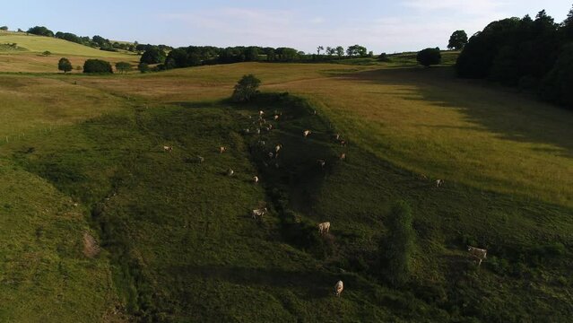 Aerial shot, fly over Aubrac breed cows feeding on organic grass, open pasture