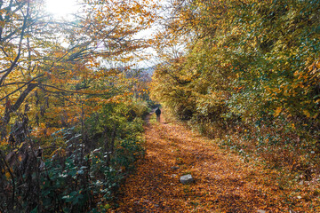 Fototapeta premium Autumn landscape with tall trees and warm light illuminating. Take a walk through the amazing autumn forest with bright yellow foliage. A tourist with a backpack alone in the autumn forest.