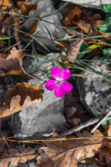 Purple flower on the background of fallen autumn foliage. Vertical image.