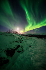 Fototapeta na wymiar imagen de un paisaje nocturno en Islandia con una aurora boreal verde en el cielo estrellado, entre nieve y plantas secas 
