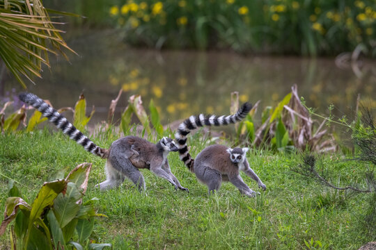Two ring-tailed lemurs (Lemur catta) running on the grass, the one at the back is carrying a baby young one. They are native to Madagascar