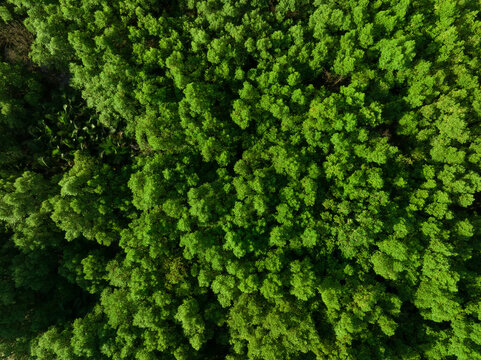 Aerial top view of mangrove forest. Drone view of dense green mangrove trees captures CO2. Green trees background for carbon neutrality and net zero emissions concept. Sustainable green environment. © Artinun