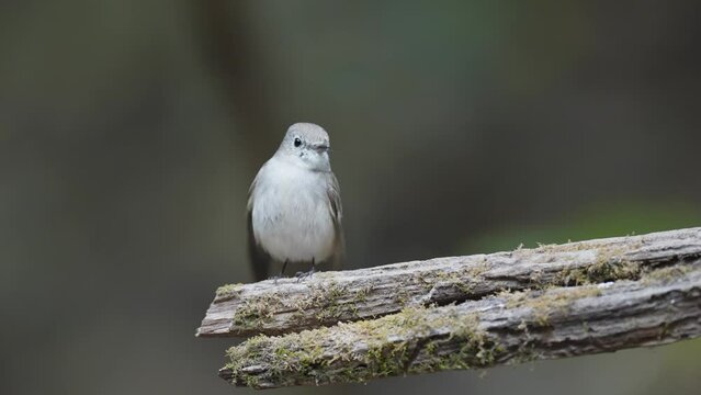 Taiga Flycatcher Bird watching in forest 