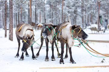 A team of deer in the standard ammunition of reindeer herders of the Komi Republic in the winter...