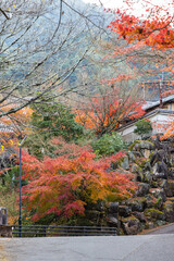 日本　広島県廿日市市の宮島の秋になって紅葉した木々