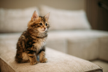 The kitten of the striped Kuril bobtail sits quietly on a light sofa.