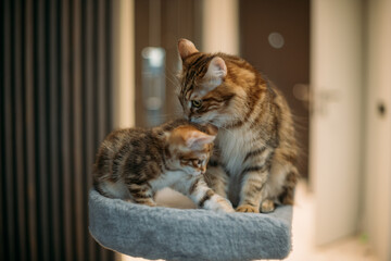 A mother cat and a kitten of a striped Kuril bobtail sit on a scratching post for a cat.