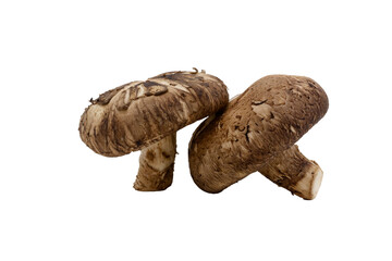 Macro closeup of two fresh shitake mushrooms isolated on transparent background png