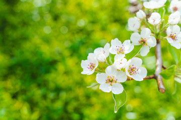 Flowers blooming in the spring sun