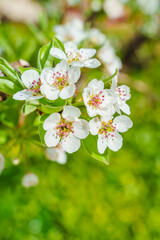 Flowers blooming in the spring sun