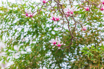 Sunny spring, branches in full bloom magnolia