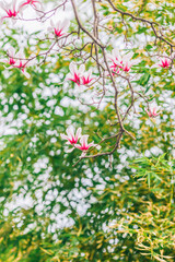 Sunny spring, branches in full bloom magnolia