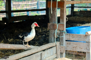 black and white Barbary duck with red beak