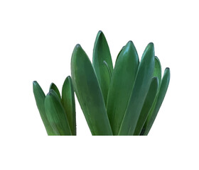 Sprout leaves isolate. Hyacinth realistic vector illustration.