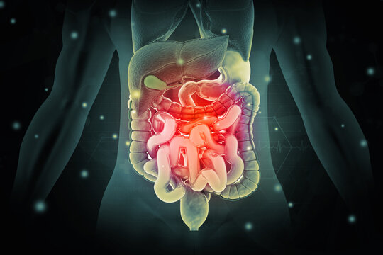 Anatomy of human body with digestive system. 3d illustration
