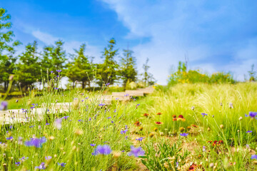 A meadow full of flowers on a sunny summer day