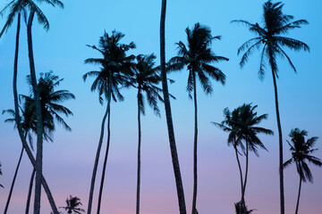 beautiful tropical sunset with black silhouettes of tall palm trees, background, deciduous palm...