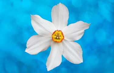 A Daffodil or Narcissus flower macro on blue background