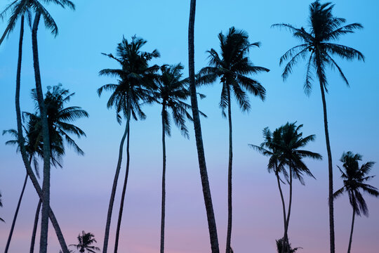 beautiful tropical sunset with black silhouettes of tall palm trees, background, deciduous palm tree, concept jungle trip, paradise island, travel to tropics, image for designer