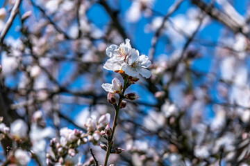 Almond tree flowers close-up against a blue sky. Israel